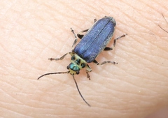 Trirhabda flavolimbata