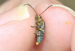 Trirhabda flavolimbata