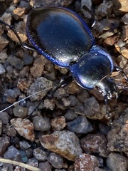 Carabus finitimus
