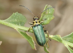 Trirhabda flavolimbata