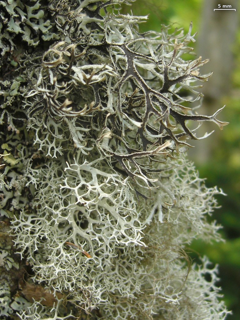 Common Antler Lichen