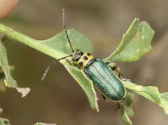 Trirhabda flavolimbata