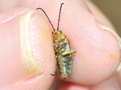 Trirhabda flavolimbata