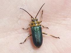 Trirhabda flavolimbata