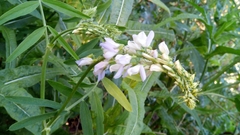 Galega