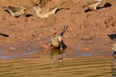 Urocolius indicus transvaalensis