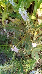 Galega