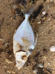 Leiognathidae