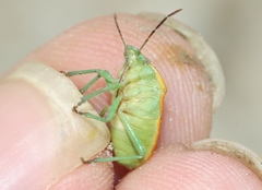 Chlorochroa faceta