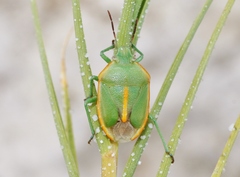 Chlorochroa faceta
