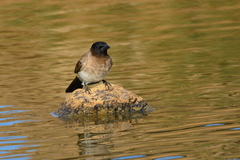 Pycnonotus barbatus layardi