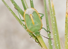 Chlorochroa faceta
