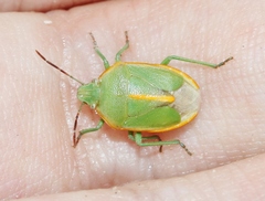 Chlorochroa faceta