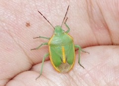 Chlorochroa faceta