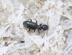 Tanarthrus alutaceus