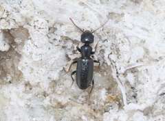 Tanarthrus alutaceus