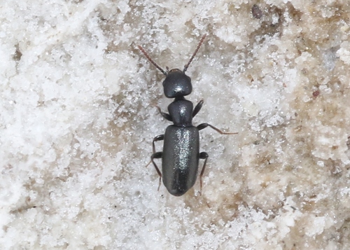 Tanarthrus