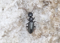 Tanarthrus alutaceus