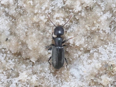 Tanarthrus alutaceus