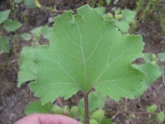 Xanthium orientale riparium