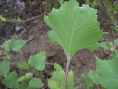 Xanthium orientale riparium