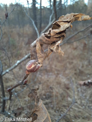 Dasineura serrulatae