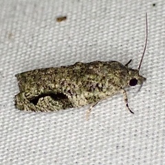 Proteoteras implicata