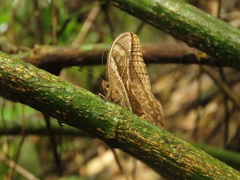 Eryphanis lycomedon