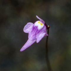 Utricularia geoffrayi
