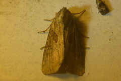 Lateroligia ophiogramma