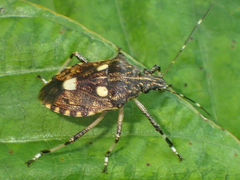 Dalpada oculata