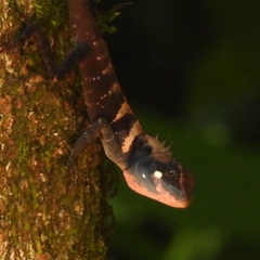 Monilesaurus ellioti