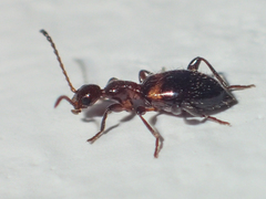 Anthicinae