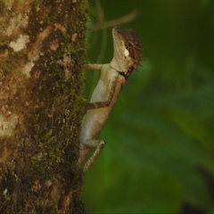 Monilesaurus ellioti