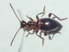 Anthicinae