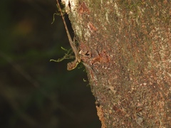 Monilesaurus ellioti