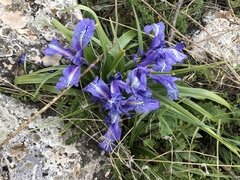 Iris planifolia