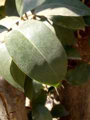Eucalyptus cinerea