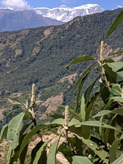 Leucosceptrum canum