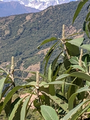Leucosceptrum canum
