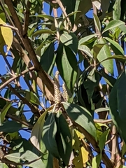 Leucosceptrum canum