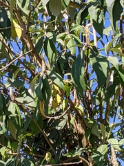 Leucosceptrum canum
