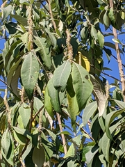 Leucosceptrum canum