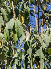 Leucosceptrum canum