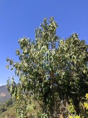 Leucosceptrum canum