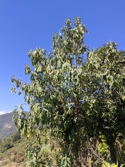 Leucosceptrum canum