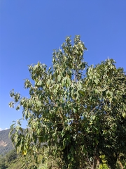Leucosceptrum canum