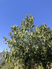 Leucosceptrum canum