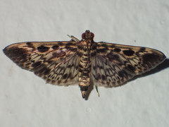 Rhimphaliodes macrostigma