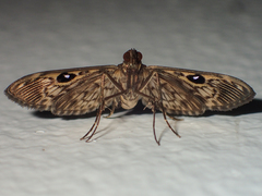 Rhimphaliodes macrostigma